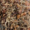 agu-pig's cooksnap of when they made ばぁちゃんの味～カルシウム！小魚くるみ✿.