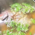 チャレンジャ's cooksnap of when they made 金目鯛の潮汁☆.