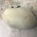葉月優希's cooksnap of when they made 冷凍あんこ餅の解凍の仕方.