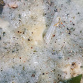あきぃ∞'s cooksnap of when they made 白菜とお餅で簡単蒸し.