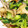 クックVOY1Q3☆'s cooksnap of when they made 雪菜と舞茸の煮浸し.