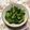 クック3IZDZR☆'s cooksnap of when they made 簡単！小松菜のナムル.