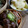 ガメコ's cooksnap of when they made キャベツとハムの塩炒め.