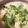 ピンクの毛糸だま's cooksnap of when they made 七草で簡単ホッコリしょうがスープ.