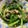 なつっこりー's cooksnap of when they made ほうれん草とツナのおひたし.