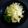 ひさかた's cooksnap of when they made アンチョビ･キャベツ.