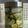 コニー。's cooksnap of when they made シークワーサーシロップ.