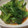 ＭＩＬＵ's cooksnap of when they made 菜の花のからし和え.
