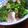 jyuriko☆'s cooksnap of when they made ブロッコリーの簡単炒め☆焼肉味.