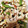 クックWKOSIY☆'s cooksnap of when they made 余った鶏皮おつまみ♡鶏皮ちくわ甘辛煮.