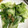 冷蔵庫レスキュー隊's cooksnap of when they made レタスの生姜炒め.
