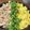 rumi_0508's cooksnap of when they made 驚くほど簡単☆ぱらぱら鶏そぼろ.