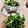クックJDMOP7☆'s cooksnap of when they made セロリ葉っぱの生姜和え.