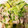 тakuмasa✩。's cooksnap of when they made 10分で簡単おかず★豚肉とレタスの塩炒め.
