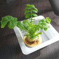 黒豆丸's cooksnap of when they made 大根の葉を育て食べましょう.