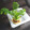 黒豆丸's cooksnap of when they made 大根の葉を育て食べましょう.