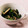 クックHG9V8Y☆'s cooksnap of when they made 簡単★菜の花のバジルソース炒め.