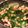 クックLAQWJC☆'s cooksnap of when they made 【ほうれん草ベーコンのにんにく醤油炒め】.