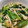 こたろう315's cooksnap of when they made 生姜香る副菜✳︎小松菜油揚げしらす煮浸し.