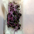 initium's cooksnap of when they made かいわれ大根長持ち！作り置き保存法.