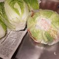 うね子ちゃん's cooksnap of when they made レタス、白菜、キャベツの、長期保存方法！.
