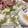 ﾌﾞﾚﾝﾀﾞ's cooksnap of when they made 白菜のツナのっけサラダ＊.