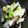クック6HQII1☆'s cooksnap of when they made ワカメと大根と白菜の中華風サラダ.