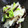 クック6HQII1☆'s cooksnap of when they made ワカメと大根と白菜の中華風サラダ.