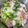 うーちゃんぐ's cooksnap of when they made 梅でさっぱり、白だしで白菜＆豚バラ肉の鍋.