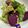 mcapちゅん's cooksnap of when they made ＊シリコンスチーマーで簡単蒸し野菜＊.