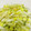 azbjbn's cooksnap of when they made 塩もみ白菜の柚子胡麻和え.