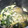 あたりめっこ's cooksnap of when they made うちのほうれん草鍋♪簡単.