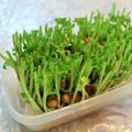 アイリッシュショコラ's cooksnap of when they made 豆苗の育て方☆.