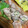 ぷーとんR's cooksnap of when they made えのきと大葉の豚肉巻き.