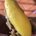 tomitomico's cooksnap of when they made ヘルシオで簡単★さつまいもの絶品蒸し.