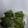クック0ZX6FY☆'s cooksnap of when they made 抹茶のザッハトルテ.