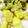 クック7FNN0F☆'s cooksnap of when they made 衣サクサク中ぷりふわ♡アンコウの天ぷら.