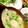 とろろ☆ととろ's cooksnap of when they made 塩ちゃんこ鍋のスープとつくねの作り方.