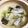 えむ36's cooksnap of when they made ちり鍋は酒たっぷりと昆布で.