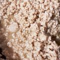 ふぁんころ's cooksnap of when they made 鶏むね肉のしっとりそぼろ.