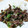 くっきもん's cooksnap of when they made 牛ひき肉とネギのそぼろ☆.