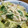 tamiko54's cooksnap of when they made 鶏ささみのさっぱり梅しそ和え.