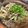 れもれもさーちゃん❕'s cooksnap of when they made スープが旨い！わが家の豚バラ&せり鍋.