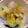 tsmitaka's cooksnap of when they made 超簡単！白菜と長葱のあつあつごま油サラダ.