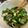のえもゆ's cooksnap of when they made 簡単！副菜♪きゅうりとちくわの青じそ和え.