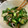 のえもゆ's cooksnap of when they made 簡単！副菜♪きゅうりとちくわの青じそ和え.