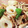 アロマ☆さん's cooksnap of when they made 残りもの活用♪きりたんぽの甘辛煮.