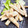 ひーちゃん食堂's cooksnap of when they made 簡単ゴボウの唐揚げ.