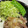 オモチなみ's cooksnap of when they made かなるンちの塩麹新玉ねぎしょうが焼.