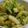 aizu_po's cooksnap of when they made 簡単！エスニックな白菜サラダ.